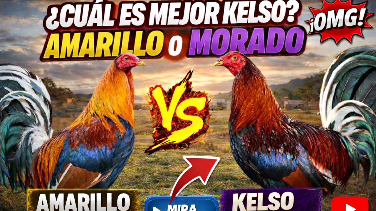 Kelso Cecil Davis/ Amarillos o Morados 🐓🐓🐓💥💥🔥🔥🔥