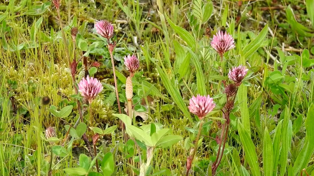 Natuur rond Hilvarenbeek  Mei 2023 .