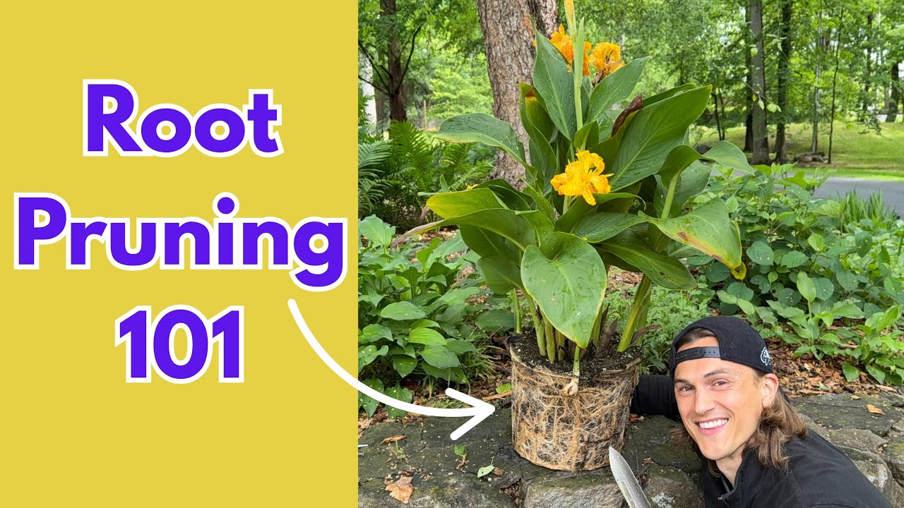 ROOT PRUNING Tutorial - How to Do it Correctly & Why it is Beneficial