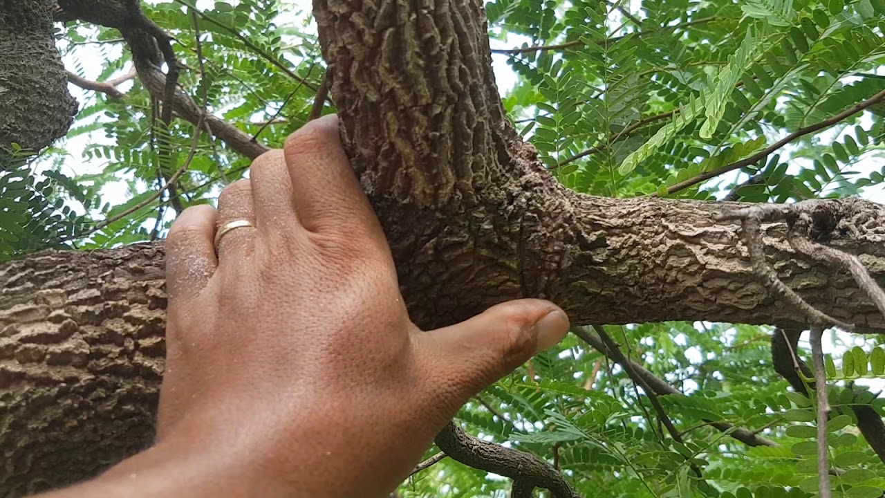 Cắt cành cây me bự #bigbabolbonsai