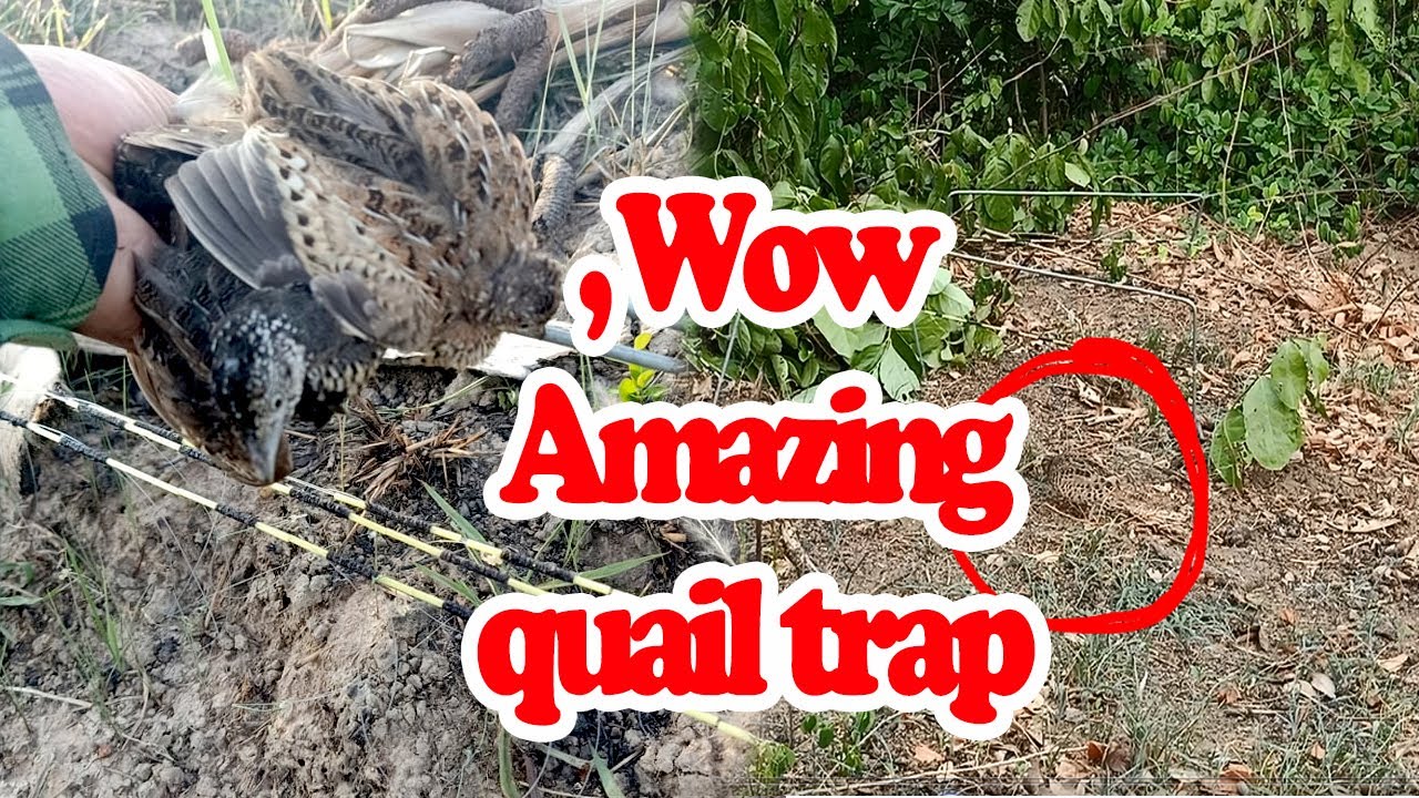 Easy quail trapping in the forest, bird trap in the field, quail trap in the farmland, Esp 00