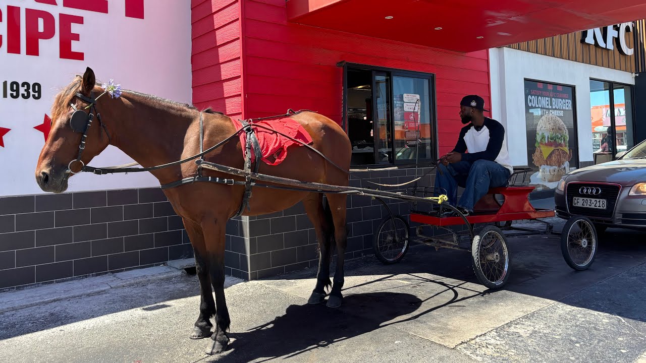 I TOOK A HORSE TO A DRIVE THRU 