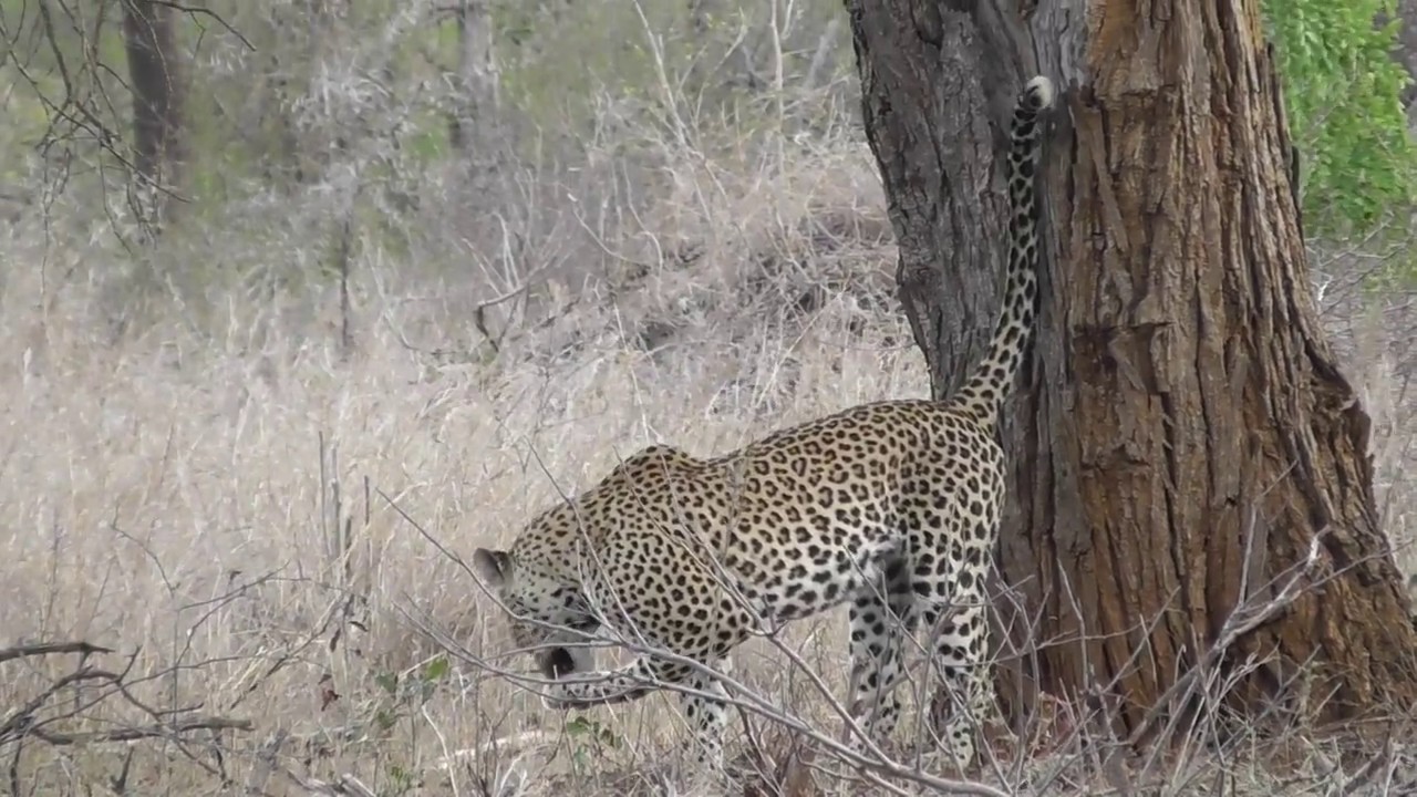 Leopardess marking her Territory and step on a thorn. Eina.