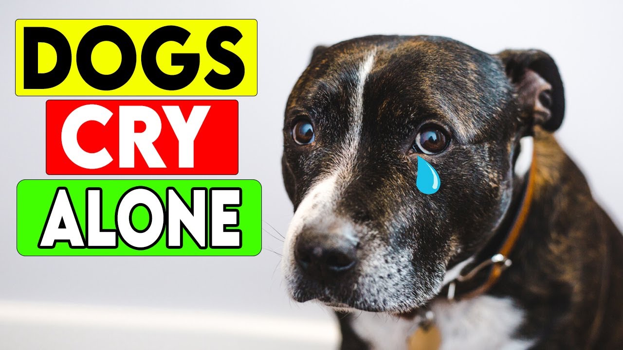 9 Mysterious Things Dogs Do When They Think No One Is Watching