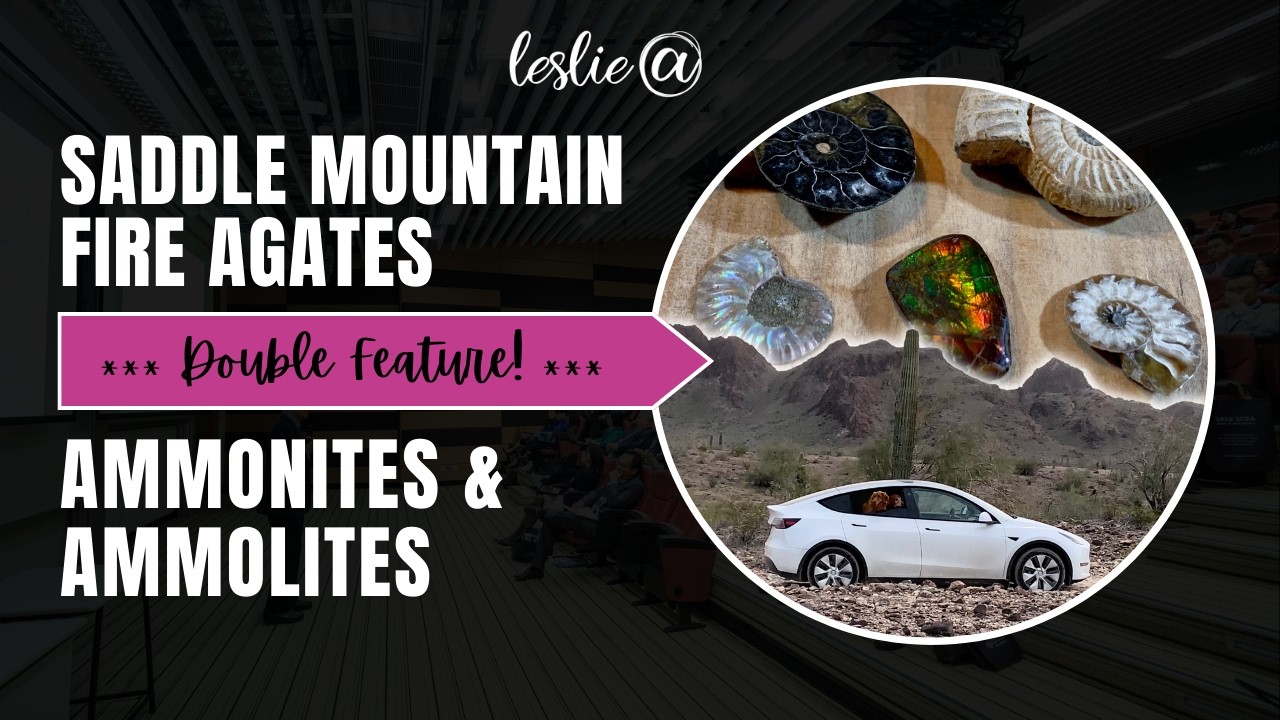 Hunting Saddle Mountain Fire Agates | Explaining Ammonites & Ammolites
