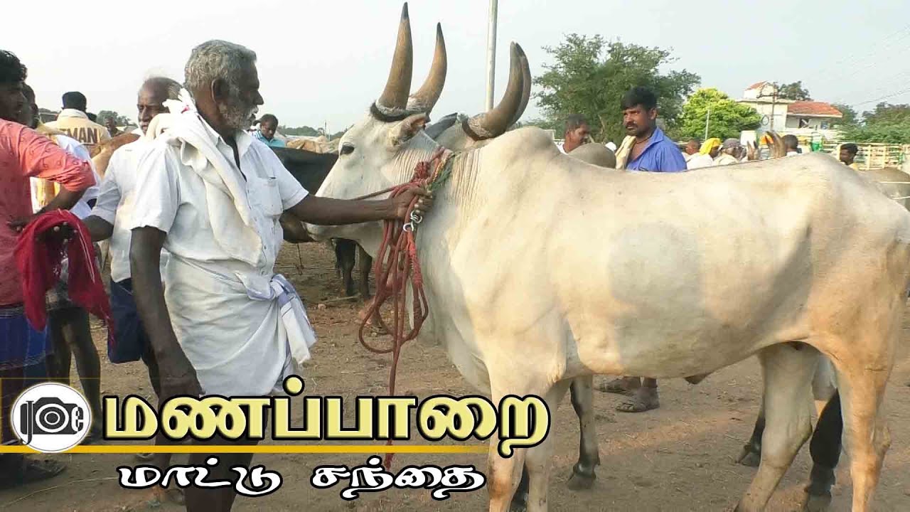Manapparai mattu santhai | மணப்பாறை மாட்டு சந்தை