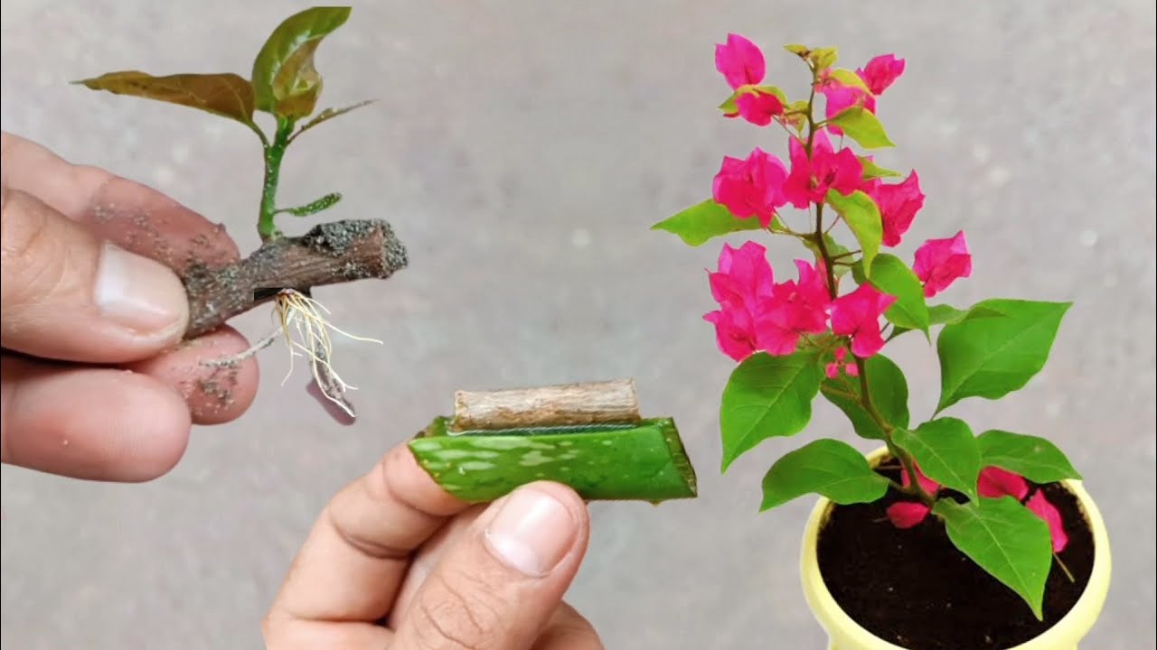 Growing bougenvillea by cutting stems with amazing aloe vera effect fast root | Best rooting hormone
