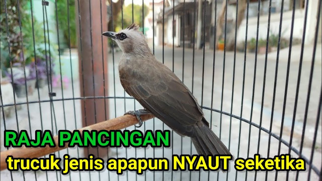 Masteran Trucukan GACOR ROPEL PANJANG Cocok Buat PANCINGAN TRUCUK AGAR BUNYI