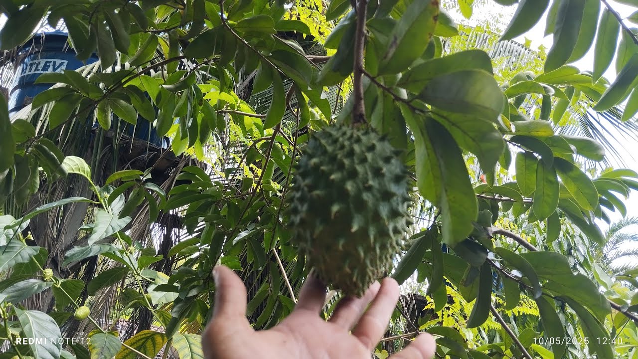 Dica de ouro que fez pé de graviola botar fruto,🙏🏼