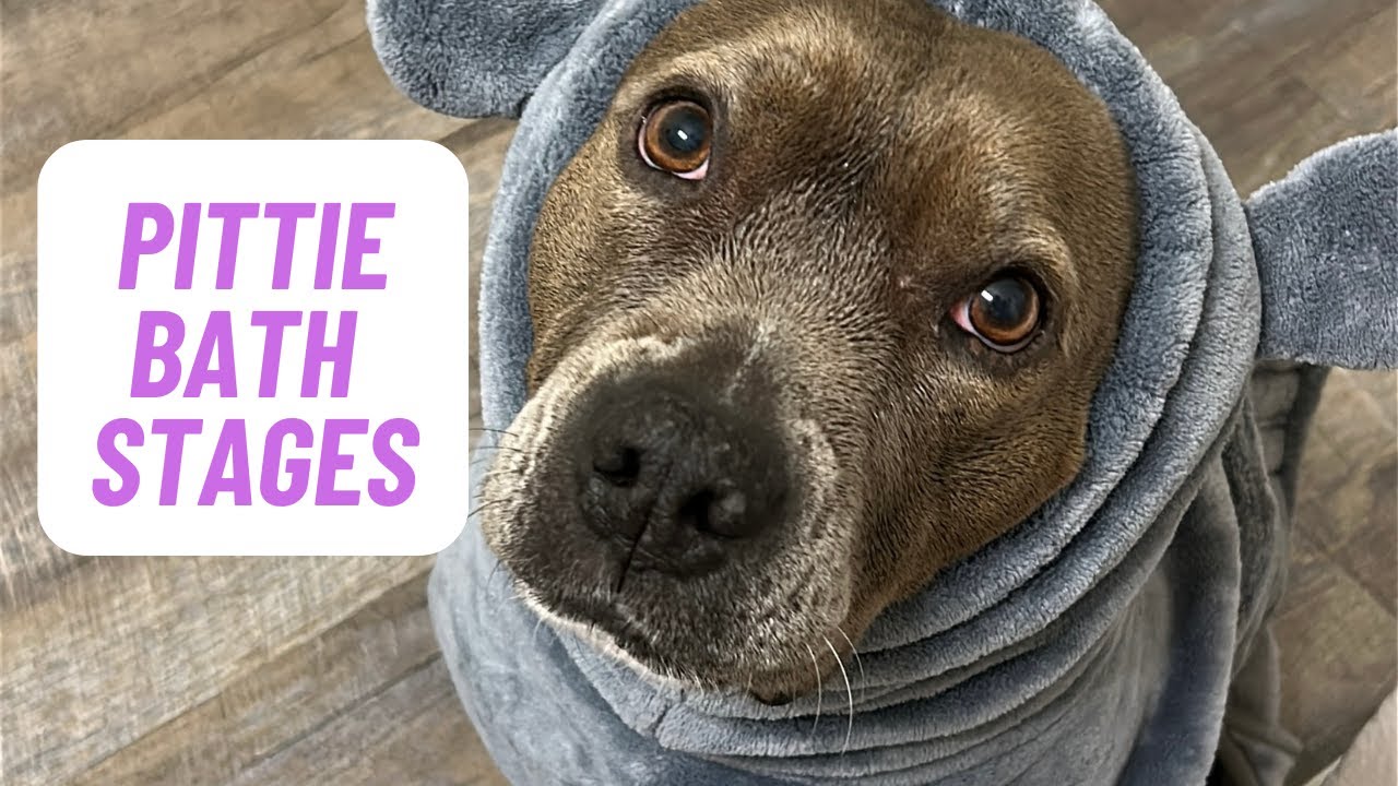 Stages of Bathing a Pit Bull 😂  | Funny Dog Bath Routine