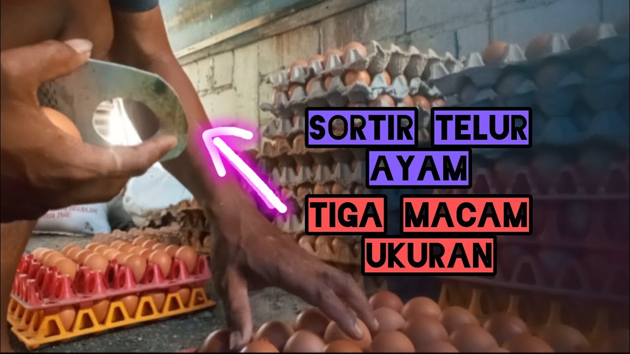 SORTIR TELUR AYAM || Bangka Belitung 