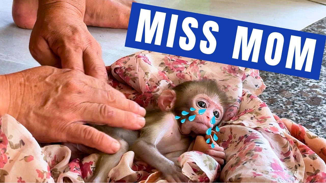 Monkey baby Bon LOST his mother and Is Cared for by Grandma Ly: First Bath and Diaper - Monkey video