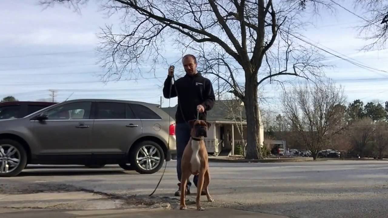 1 Year Old Boxer 