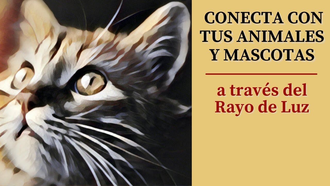 ❤️ Meditación para la CONEXIÓN Y PROTECCIÓN DE LOS ANIMALES - Sintoniza con ELLOS   (Rayo de Luz)