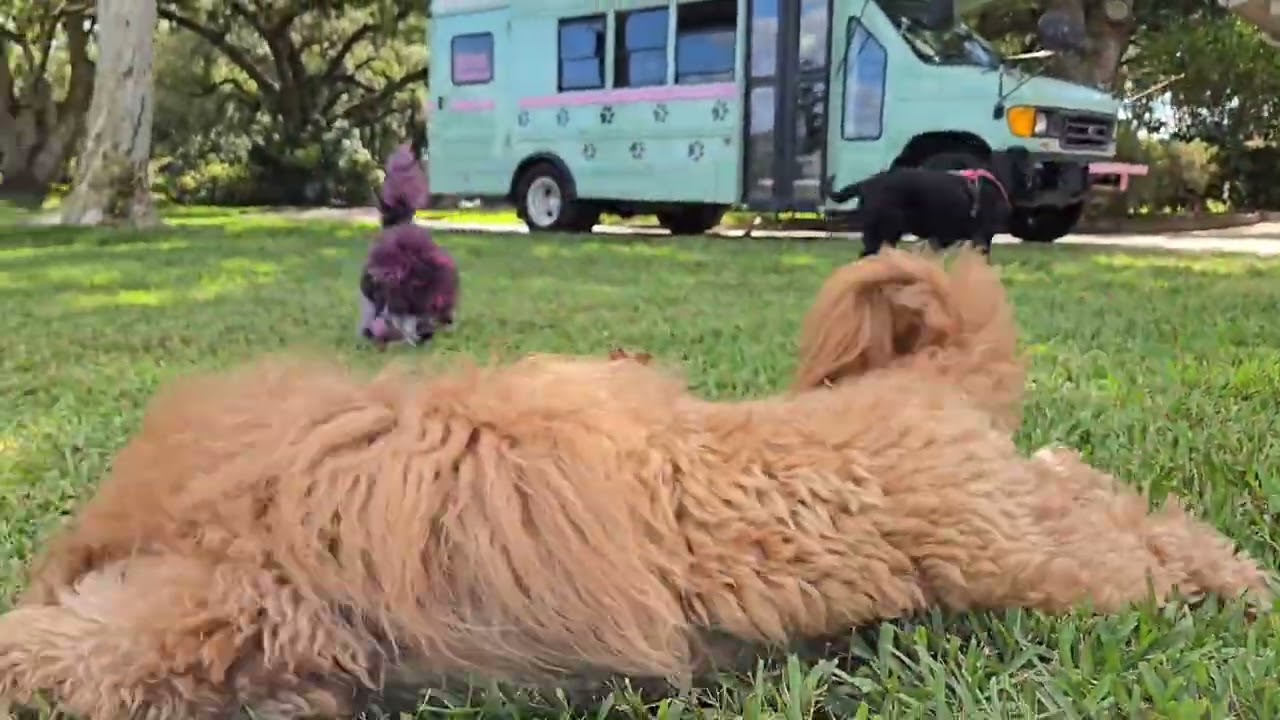 Добро пожаловать в приключение на автобусе Bark Bus в собачьем курорте Southern Charm! 🐾🐕🐾🚌