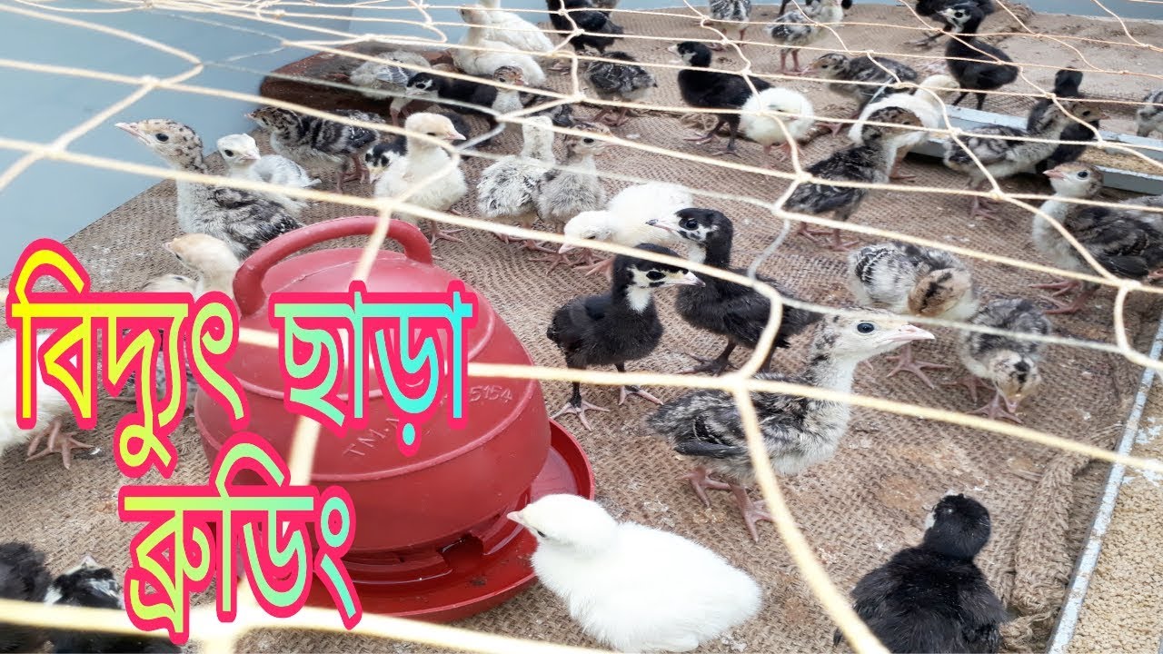 Free electricity brooding system for Turkey Baby ।   টার্কির বাচ্চা পালন পদ্ধতি