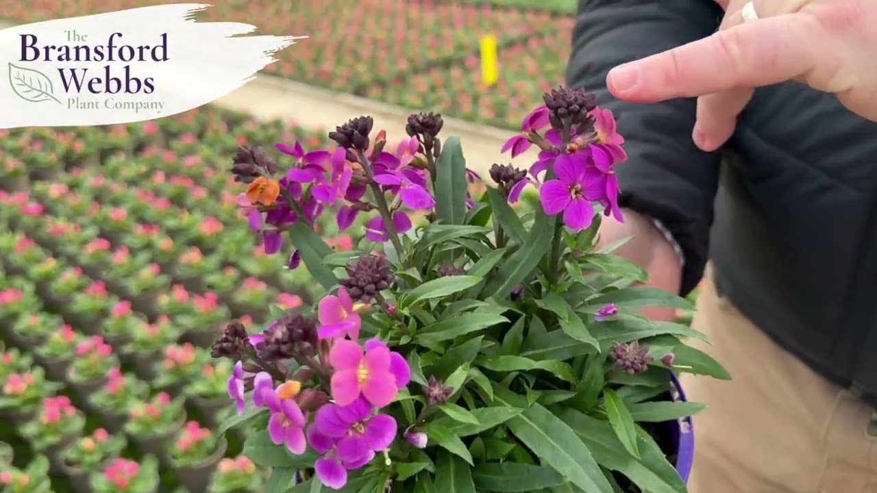 Bransford Webbs Weekly Looking Good Video Week 5 2026