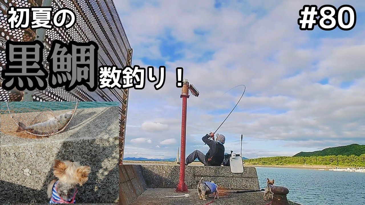 80話　初夏の黒鯛数釣り
