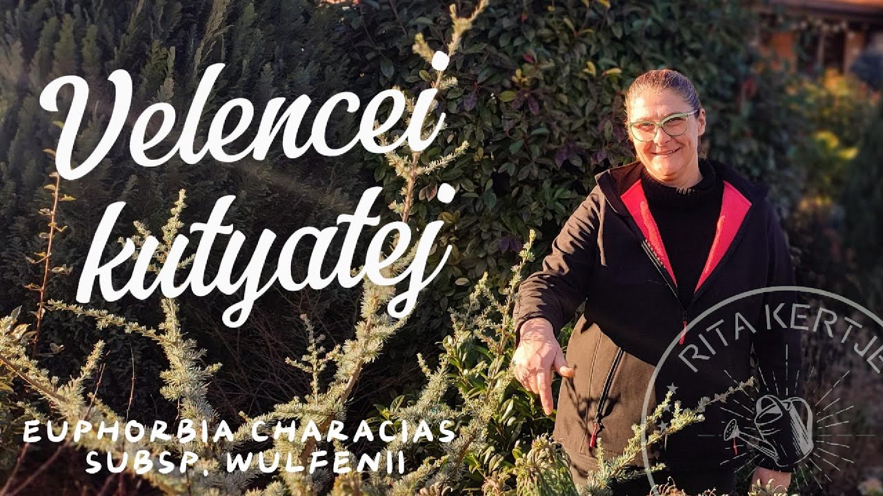A Velencei kutyatej metsz&eacute;se &eacute;s &aacute;t&uuml;ltet&eacute;se 🌿✂️