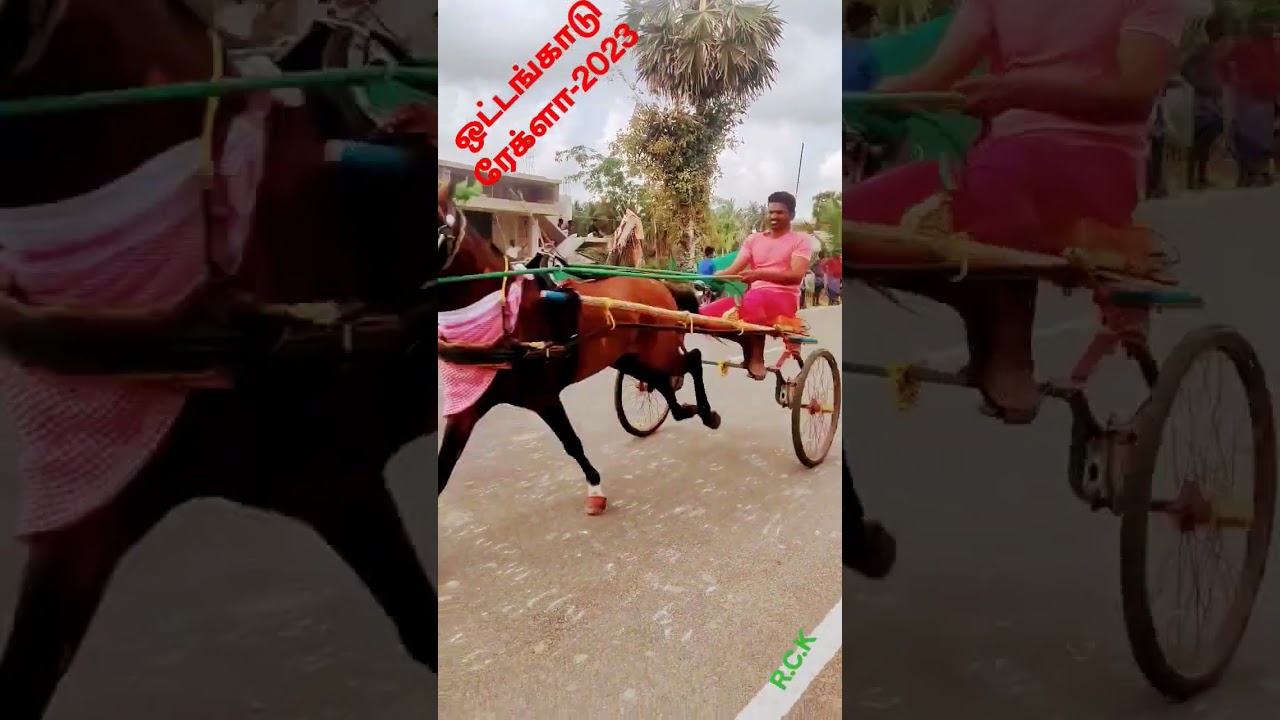 REKLA OTTANGADU -2023🏇🏇❣️❣️ #rekla_race  #rekla_race_2022 #tanjavur #amutham_studio #reklam #rek
