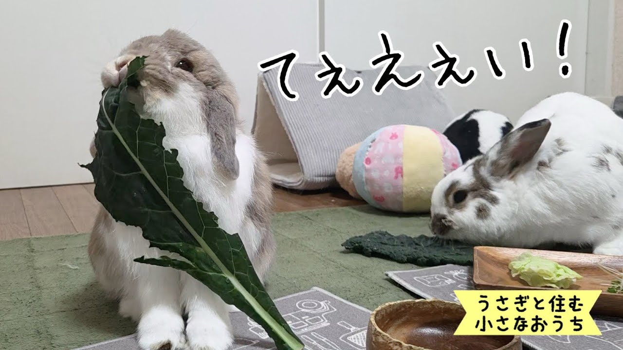 😂なんちゅー食べかたなのよ#1410