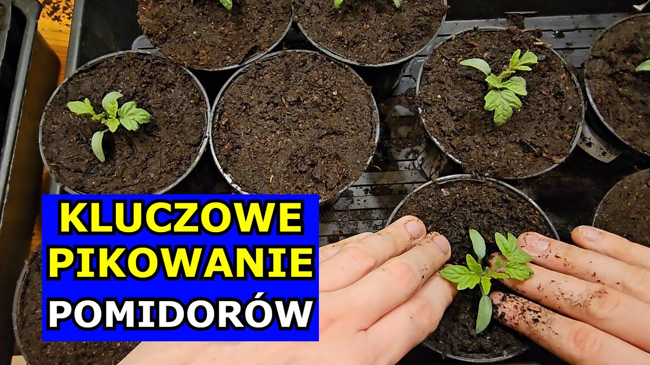 Kluczowe Pikowanie Pomidorów. Jak Pikować Pomidory Krok po Kroku. Nawożenie Rozsada Pomidora Uprawa.