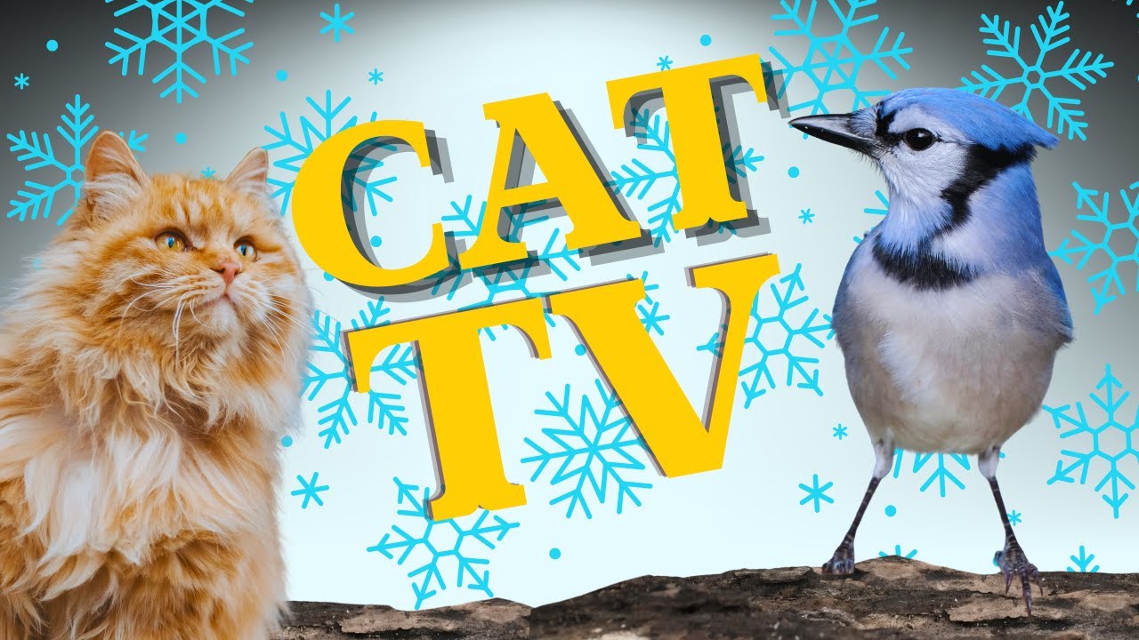 Cat's Favorite Winter Sport? Watching Backyard Wildlife in Snow