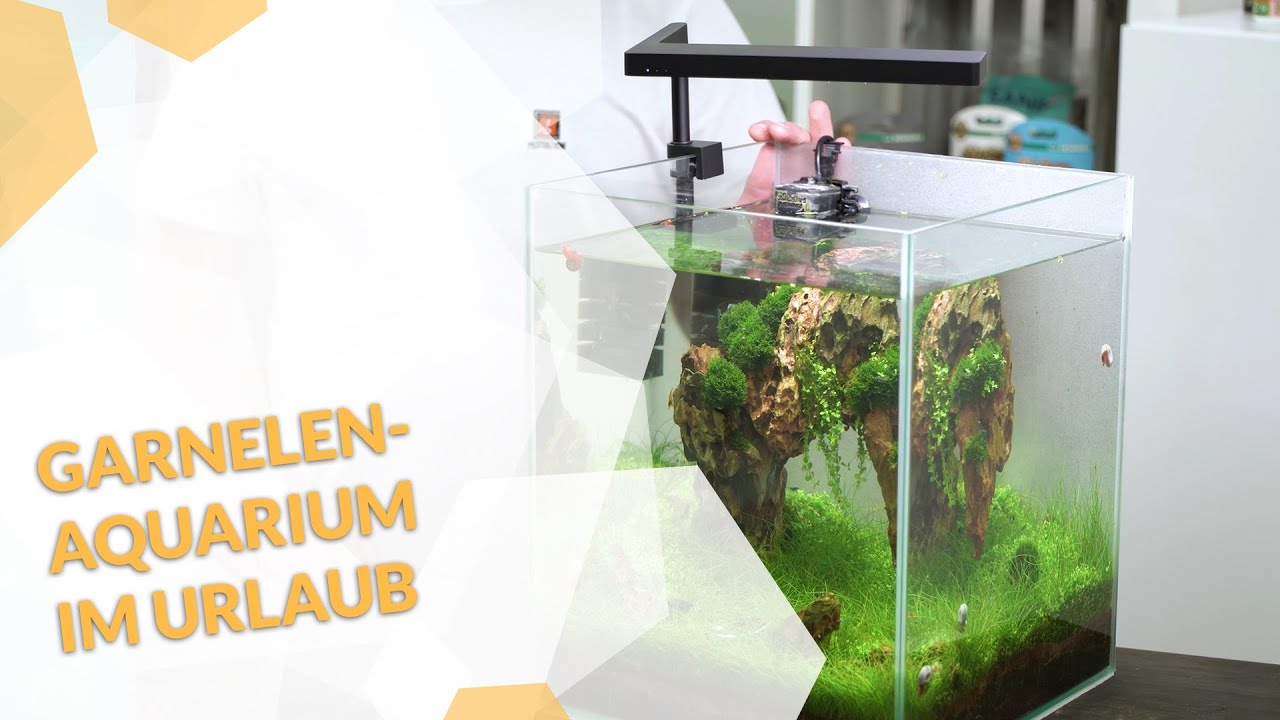 🦐 Garnelen Aquarium auf den Urlaub vorbereiten - so machst du alles richtig!