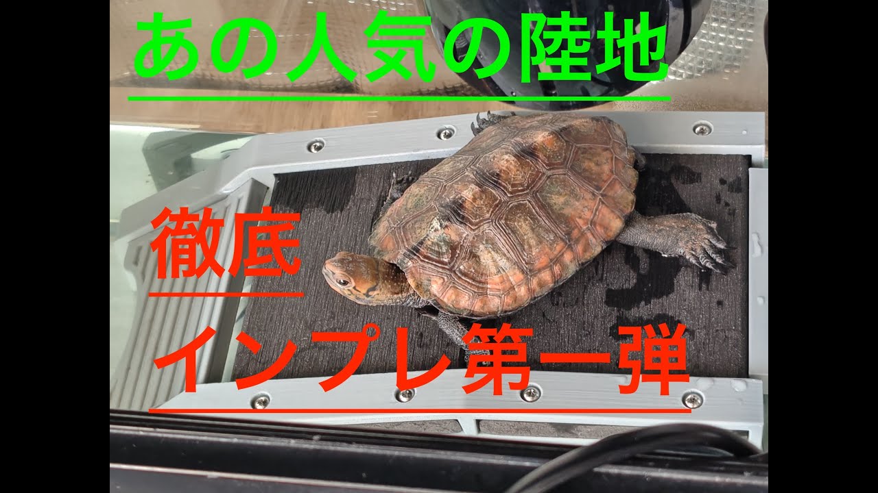 気になる陸地を１ヶ月検証していきます！　#ニホンイシガメ #亀観察 #亀のくぐれる陸地#センターテイルファクトリー