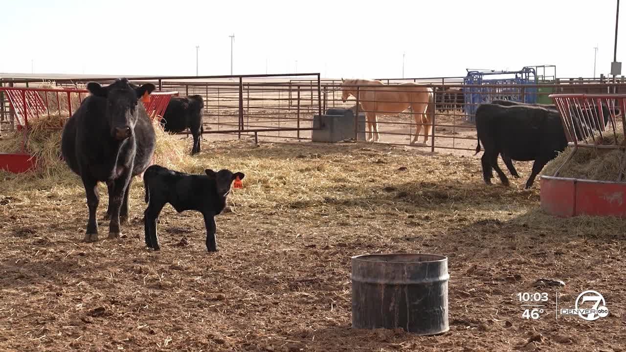 Colorado cattle ranchers weigh supply chain impact of JBS strike