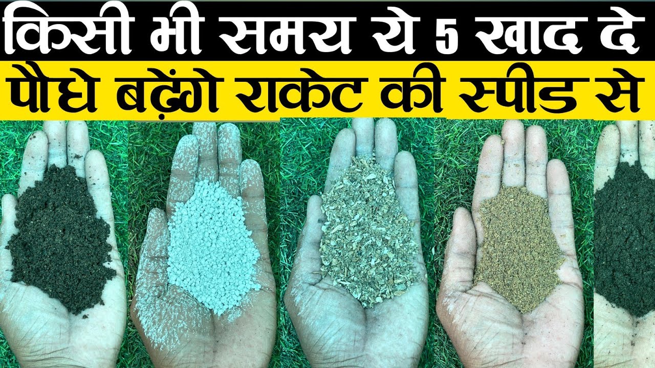 किसी भी समय ये 5 खाद दे पौधे बढ़ेंगे रॉकेट की स्पीड से | Best Fertilizer For Plants