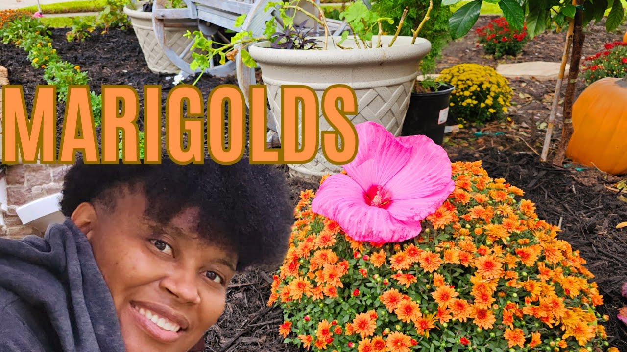 Gardening in the Rain⛈️ Planting Marigolds & Mums + Mulch time 🌱