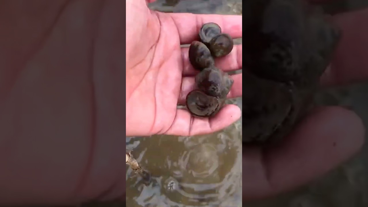 snail hunter #snail #handfish #catchsnail