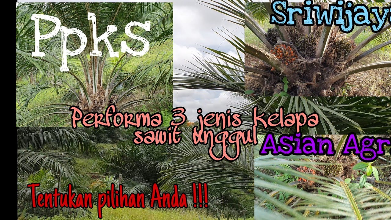 3 jenis kelapa sawit unggul dalam 1 areal kebun petani swadaya