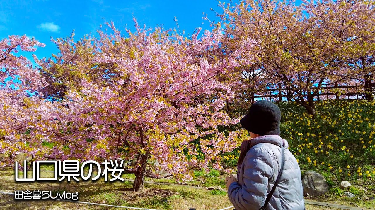 田舎の美しい風景に包まれて！夫婦で迎える桜の季節【山口県ドライブ】