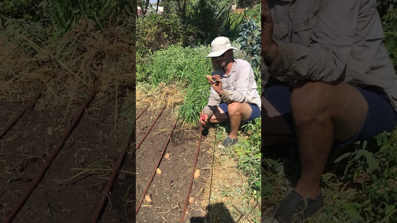איך שותלים תפוחי אדמה? סרטון הדרכה קצר