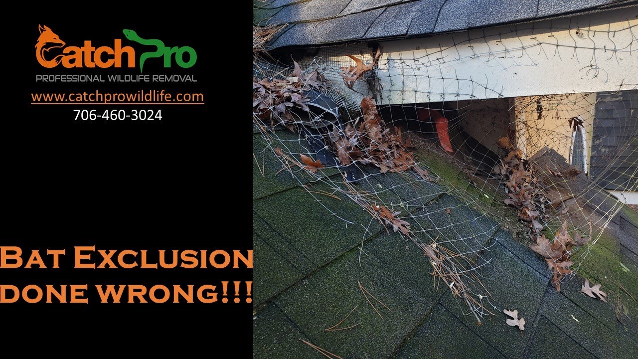 Bat Exclusion Done Wrong - Greensboro - CatchPro Wildlife Removal