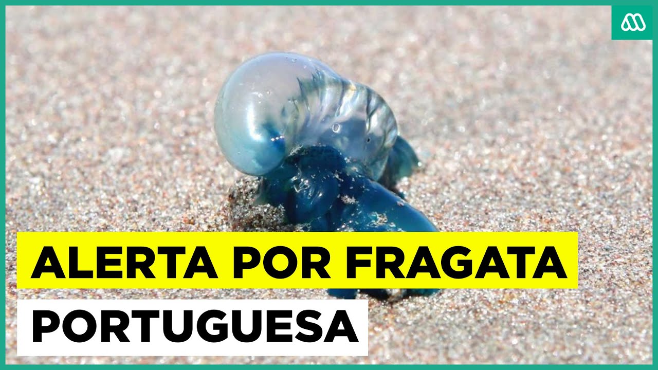 Alerta por fragata portuguesa en el litoral