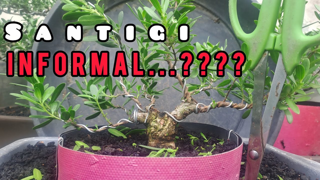 Pengarahan cabang pada bahan bonsai santigi mame informal.