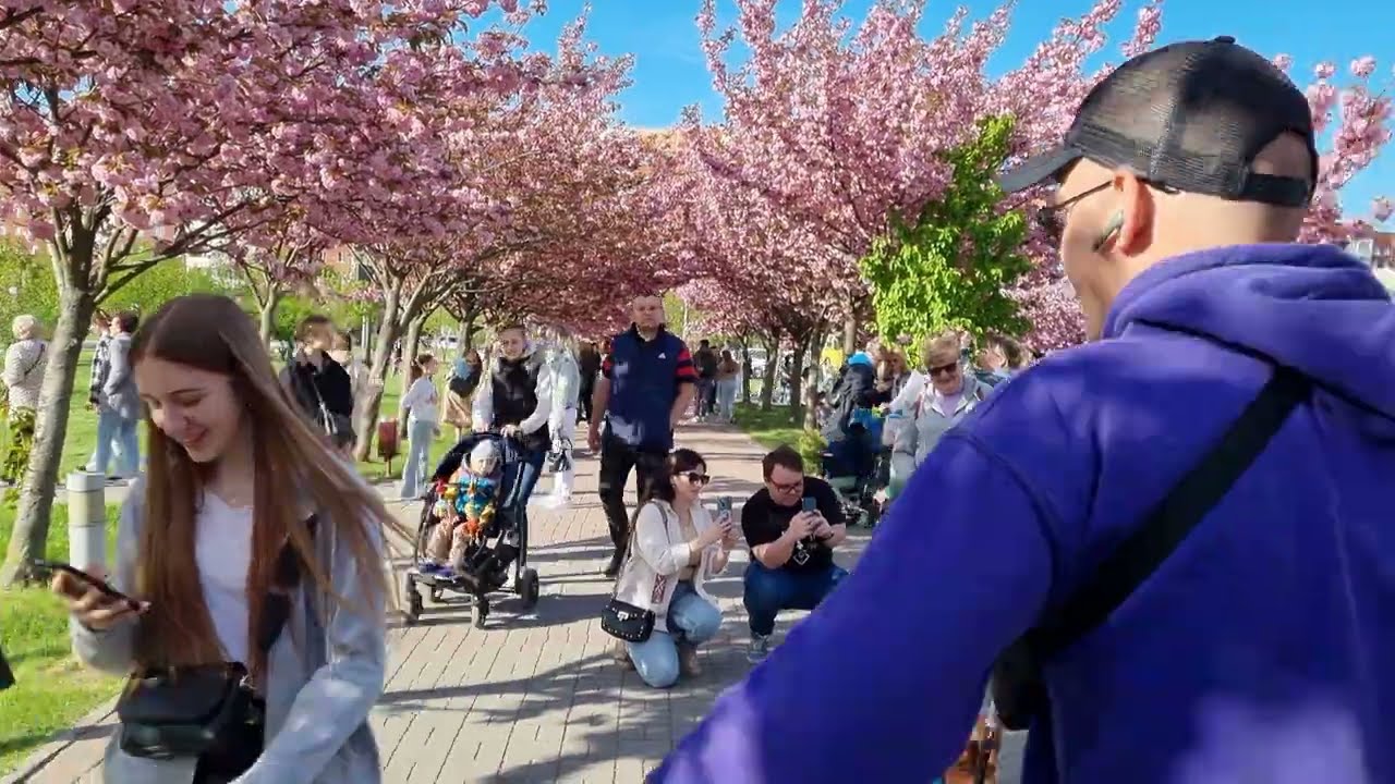 Львів / Сихів: модульне містечко, Сакури в парку Івана Павла Другого / Lviv, Sykhiv walk