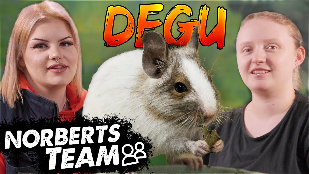 DEGUS - ALLES, WAS IHR ÜBER SIE WISSEN MÜSST | NORBERTS TEAM | Zoo Zajac