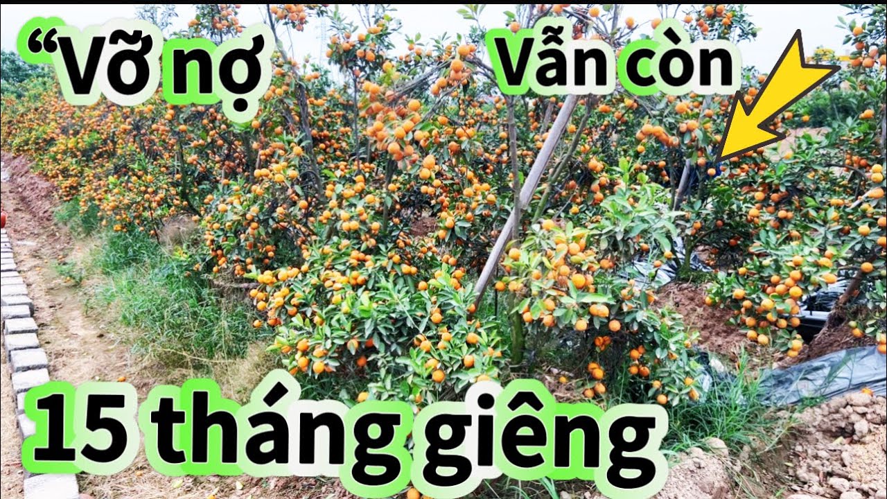 “Cảnh báo “ Cảnh báo- ĐẦU TƯ LÀM QUẤT CẢNH - CÂY GIỐNG DỞM