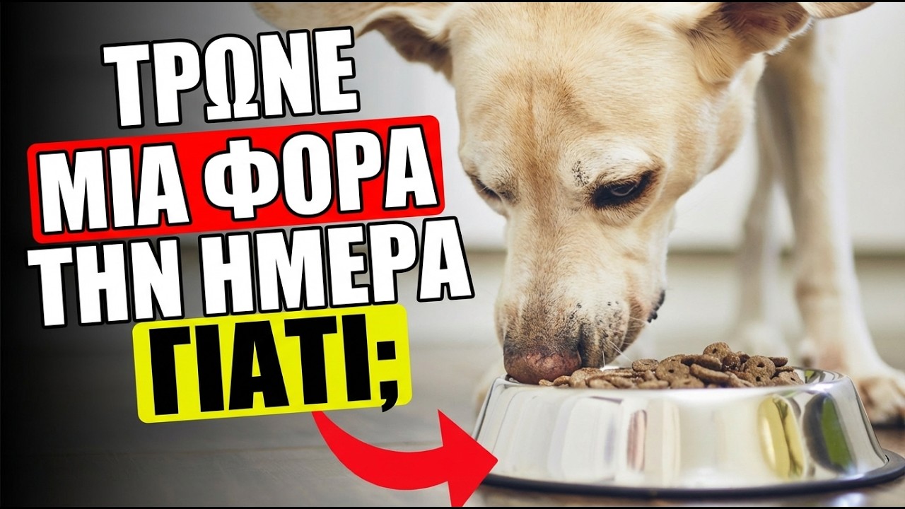Το 92% Των Ιδιοκτητών Κάνει ΑΥΤΑ ΤΑ ΛΑΘΗ Όταν Ταΐζει Τον Σκύλο Του!