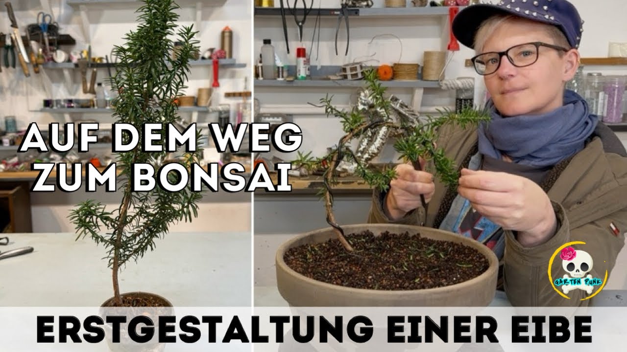 Bonsai selber ziehen - Erstgestaltung einer Eibe | Europäische Eibe |