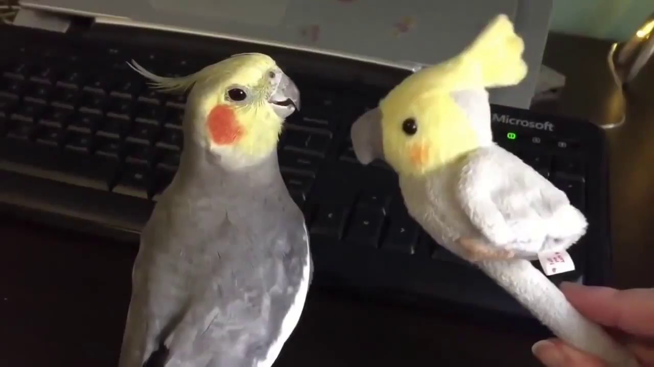 DANK BIRDS MEME COMPILATION #5