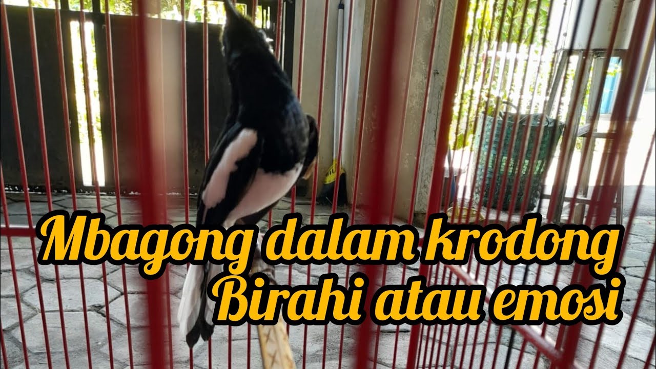 KACER BIRAHI ATAU EMOSI