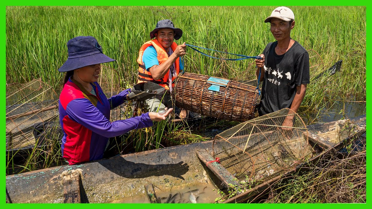 Rural Food Tour! Catching Fish in Large Scale of Water! Daily Family Business In Dong Aranh Village.