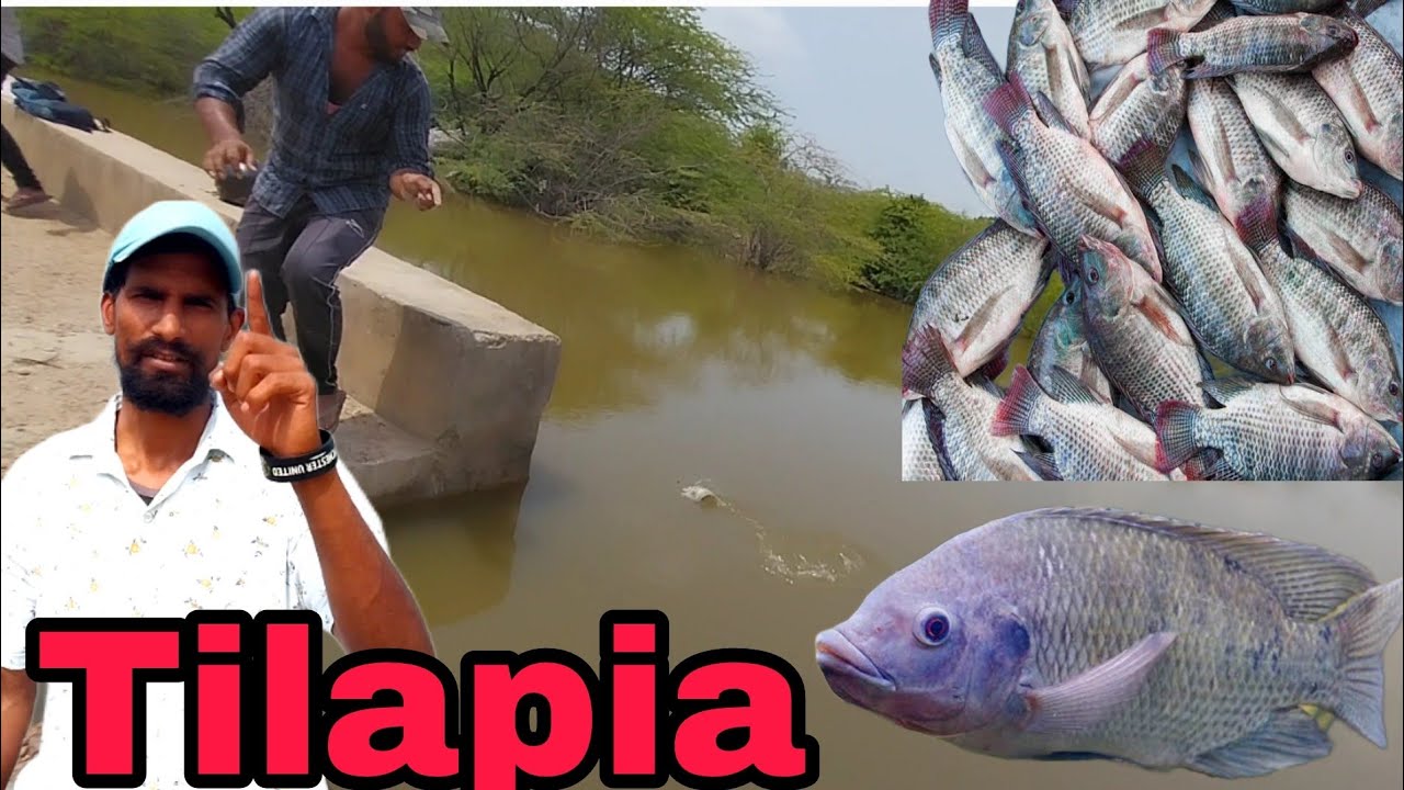 Tilapia Fish || fish hunting || A2Z CRAZY INDIAN 