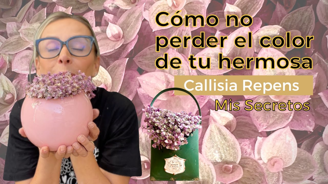 Mis mejores tips para cuidar a tu callisia repens, la pequeña más linda