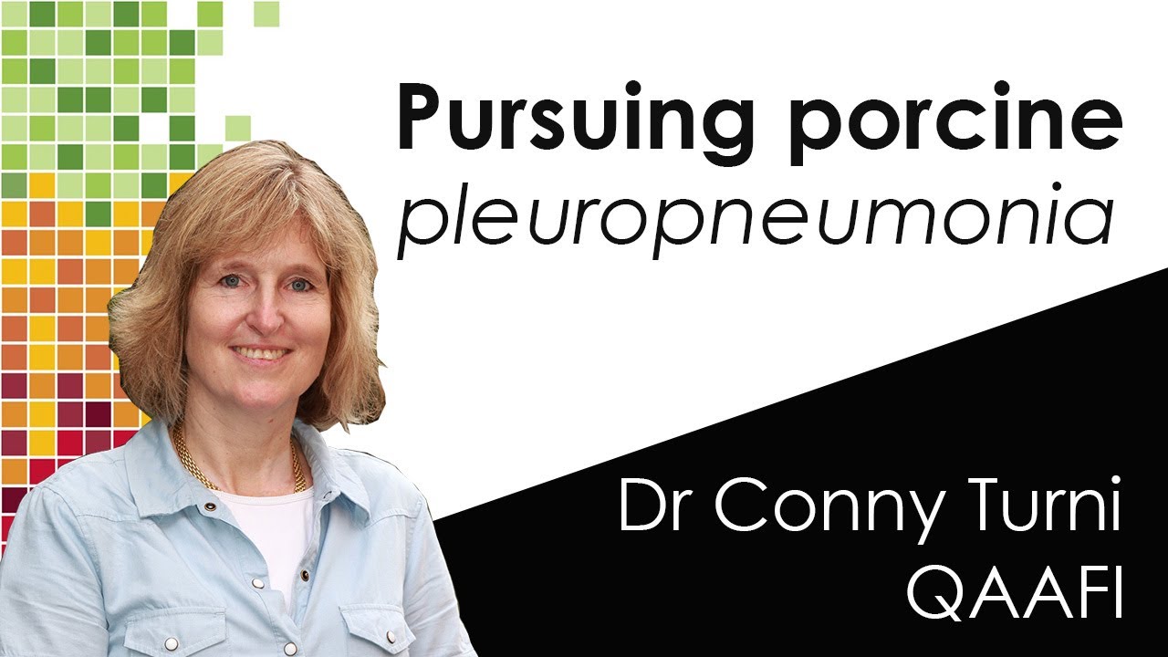 Pursuing PORCINE PLEUROPNEUMONIA